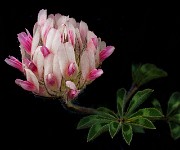Trifolium macrocephalum - Bighead Clover 14-6819a